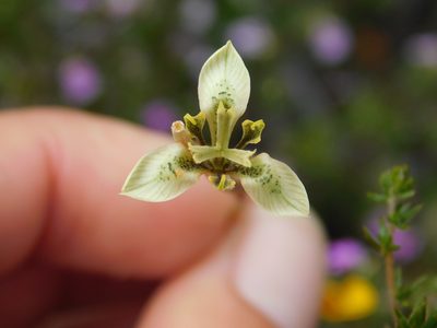 Moraea unguiculata, photographed by Rebecca Ryen-Stols