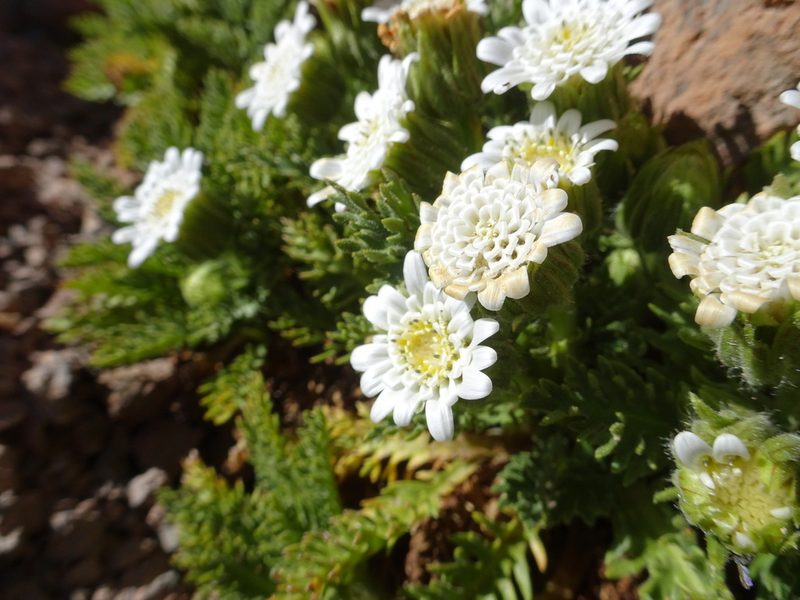 Leucheria daucifolia, photographed by Fabien Anthelme