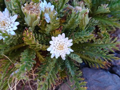 Leucheria daucifolia, photographed by Fabien Anthelme