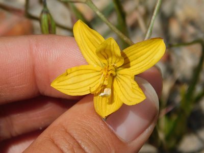 Cyanella lutea, photographed by Rebecca Ryen-Stols
