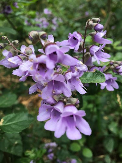 Prostanthera melissifolia, photographed by Eileen Laidlaw