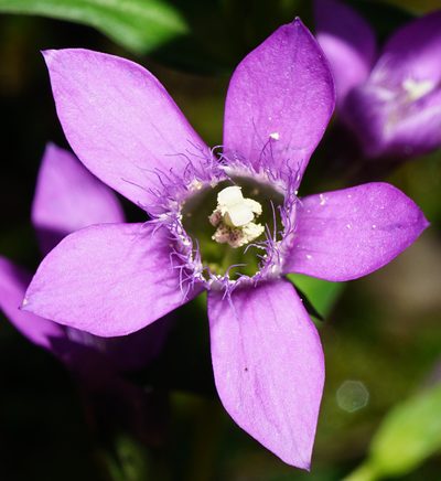 Gentianella obtusifolia, photographed by Patrick Hacker