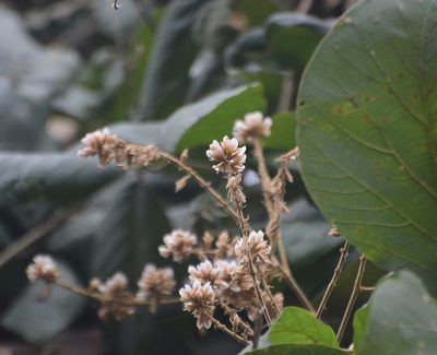 Spatholobus parviflorus, photographed by S.MORE