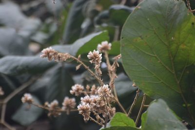 Spatholobus parviflorus, photographed by S.MORE