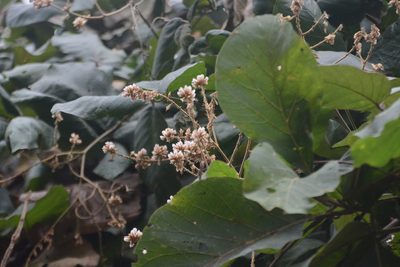 Spatholobus parviflorus, photographed by S.MORE
