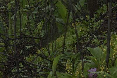 Eulophia ochreata, photographed by S.MORE