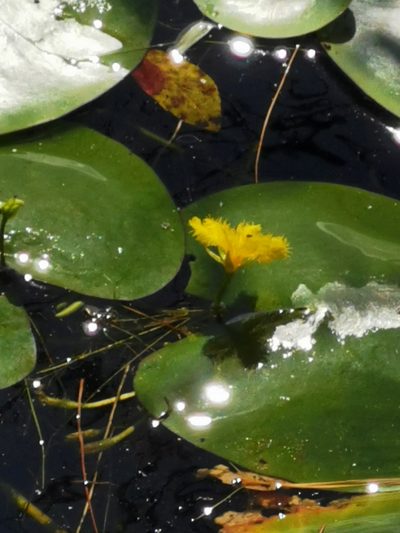 Nymphoides fallax, photographed by Juan Carlos Pérez Magaña