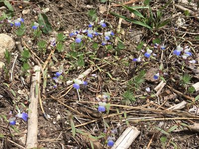 Collinsia torreyi, photographed by lejones417