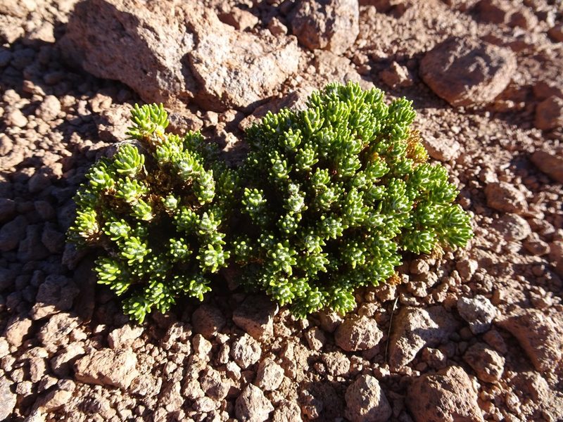 Xenophyllum poposum, photographed by Fabien Anthelme
