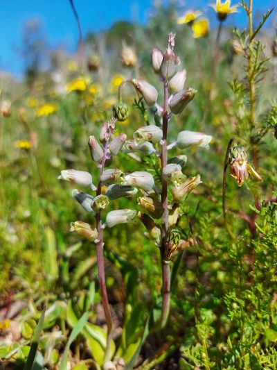 Lachenalia mediana, photographed by Jacques van der Merwe
