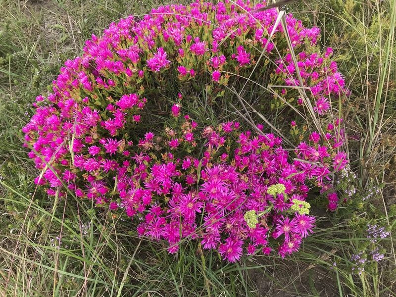 Lampranthus lavisii, photographed by Andrew Gillespie