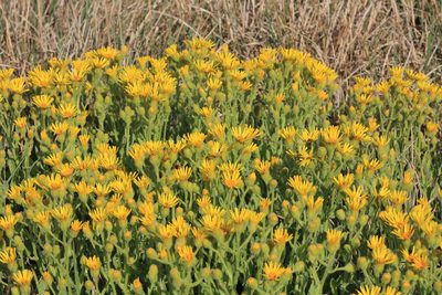 Senecio selloi, photographed by Romi Galeota Lencina
