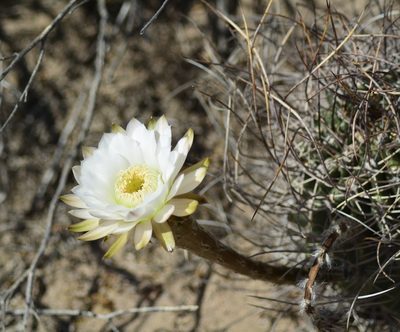 Acanthocalycium leucanthum, photographed by veonatura