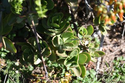 Cotyledon velutina, photographed by Andrew Gillespie