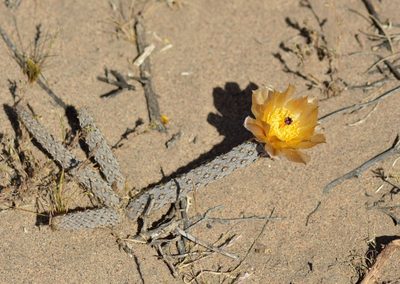 Pterocactus tuberosus, photographed by veonatura