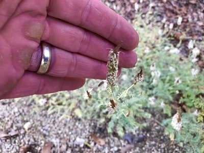 Dalea albiflora, photographed by CK2AZ