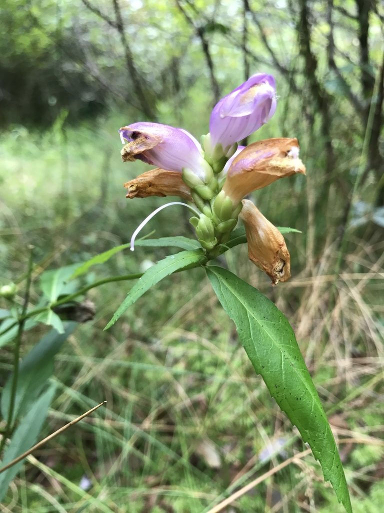Chelone cuthbertii, photographed by Alan Weakley