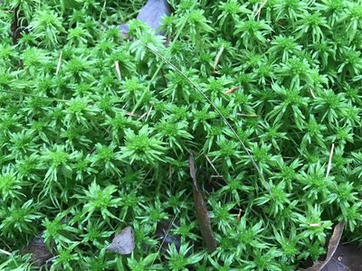 Sphagnum recurvum, photographed by Alan Weakley
