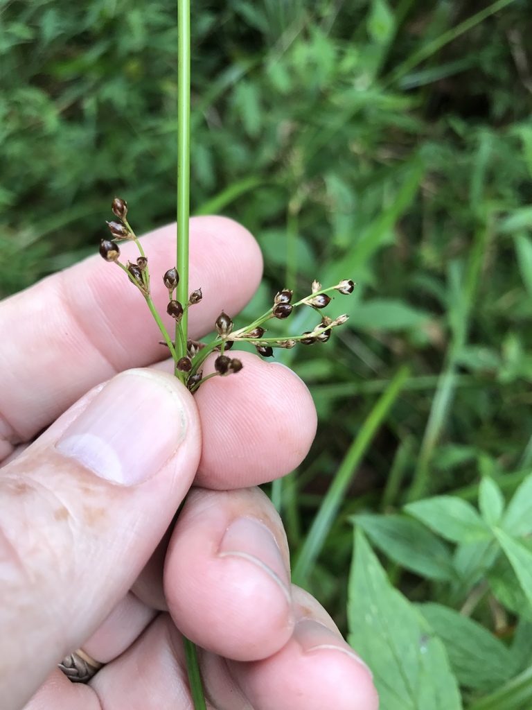 Juncus gymnocarpus, photographed by Alan Weakley
