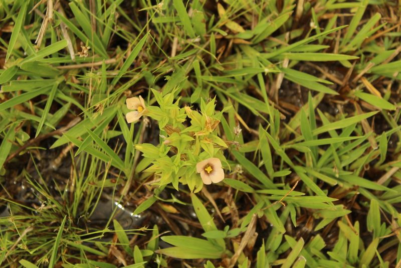 Schultesia guianensis, photographed by Andrés Ramírez-Barrera