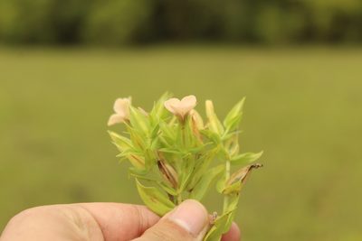 Schultesia guianensis, photographed by Andrés Ramírez-Barrera