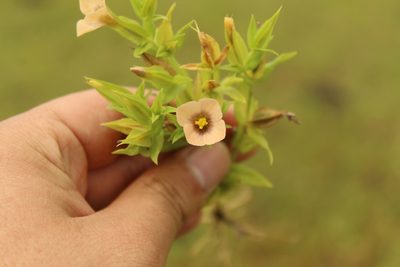Schultesia guianensis, photographed by Andrés Ramírez-Barrera