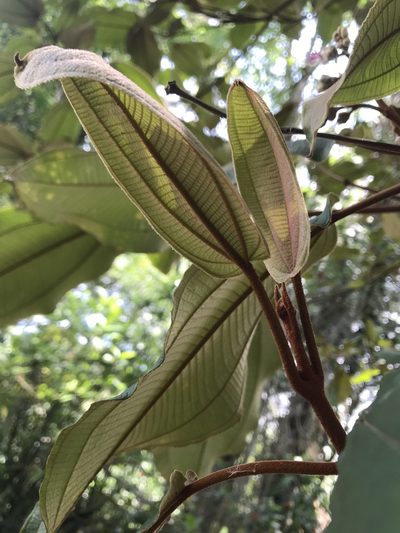 Miconia bubalina, photographed by Nicolás Baresch Uribe
