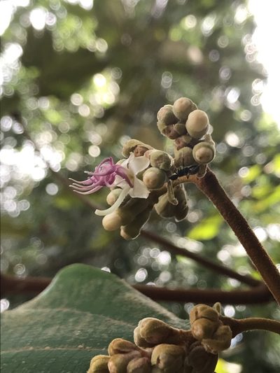Miconia bubalina, photographed by Nicolás Baresch Uribe