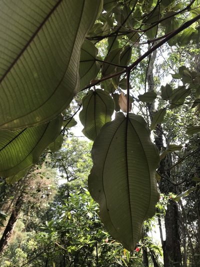 Miconia bubalina, photographed by Nicolás Baresch Uribe