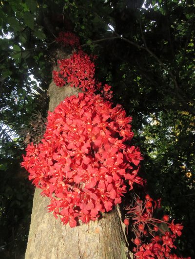 Theobroma speciosum, photographed by Vincent A. Vos