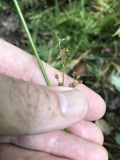 Juncus gymnocarpus, photographed by Alan Weakley