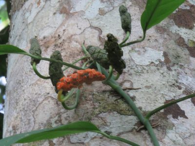 Monstera obliqua, photographed by Vincent A. Vos