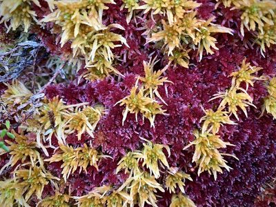 Sphagnum teres, photographed by Andrew Melton