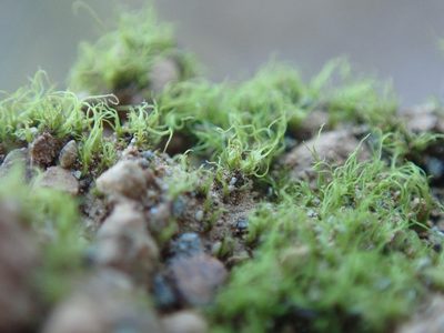Trichodon cylindricus, photographed by Randal