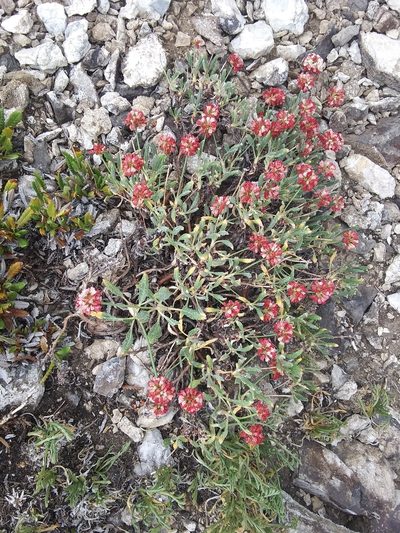 Eriogonum coloradense, photographed by John Powers