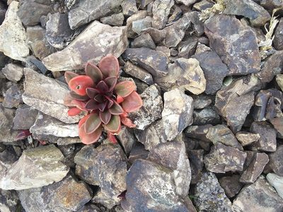 Claytonia megarhiza, photographed by John Powers