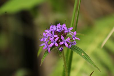 Crusea hispida, photographed by Adrianh M. Orozco