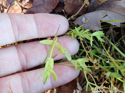 Gratiola lutea, photographed by Lynn Harper