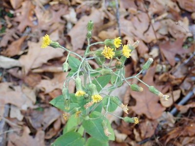 Hieracium scabrum, photographed by Lynn Harper