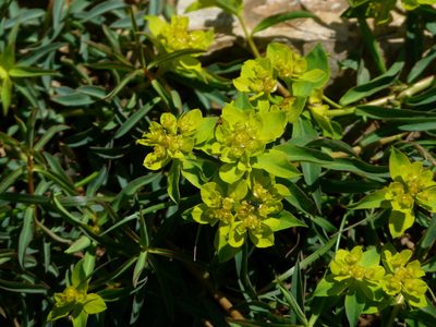 Euphorbia flavicoma, photographed by Yves Bas