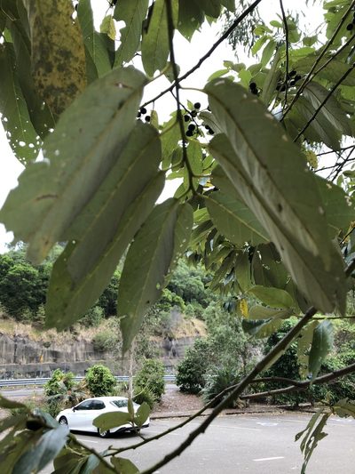 Alphitonia oblata, photographed by elawrey