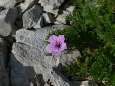 Erodium foetidum, photographed by Yves Bas