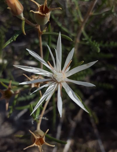 Mentzelia humilis, photographed by Alex Abair