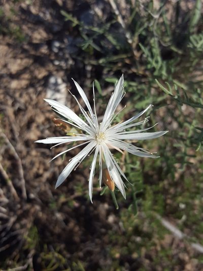 Mentzelia humilis, photographed by Alex Abair