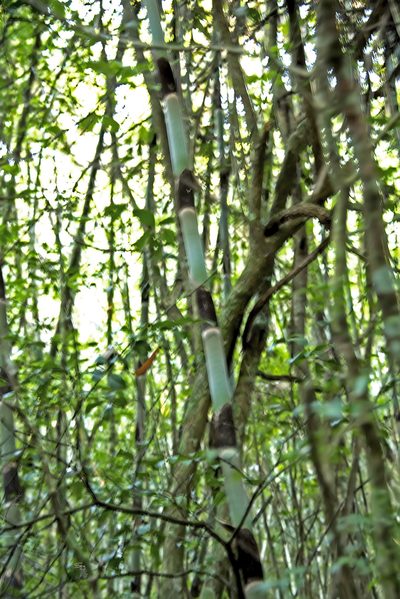 Cathariostachys madagascariensis, photographed by Seig