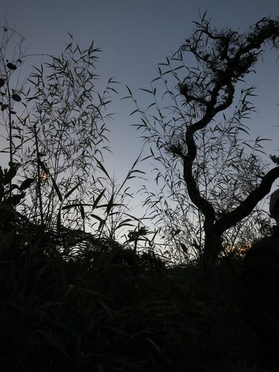 Oldeania itremoensis, photographed by bat (Maria Vorontsova)