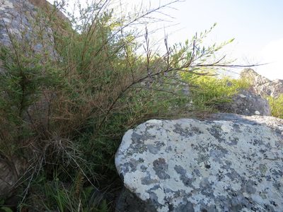 Oldeania ibityensis, photographed by bat (Maria Vorontsova)