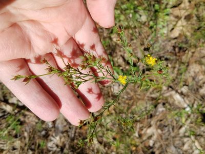 Hypericum drummondii, photographed by Leila Dasher