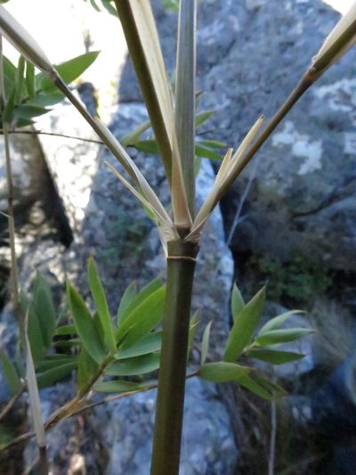 Oldeania ibityensis, photographed by bat (Maria Vorontsova)