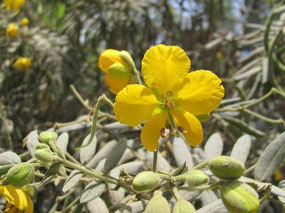 Senna multiglandulosa, photographed by Carlos Alberto Rodriguez